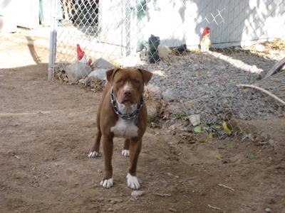 what breed is my dog?