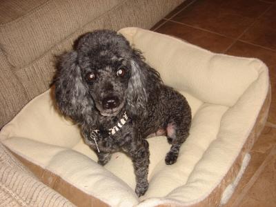RE: Aggressive Poodle