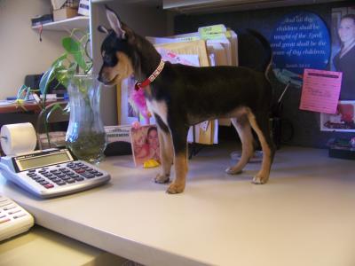 RE: Miniature Pincher / Chihuahua Mix