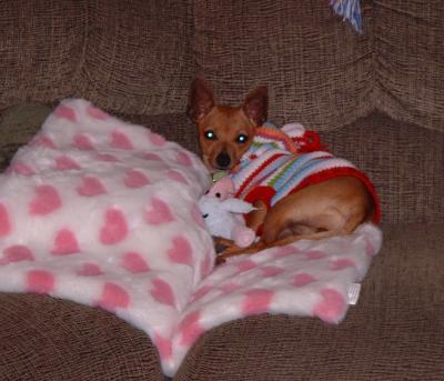 RE: Miniature Pincher / Chihuahua Mix