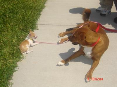 RE: Miniature Pincher / Chihuahua Mix