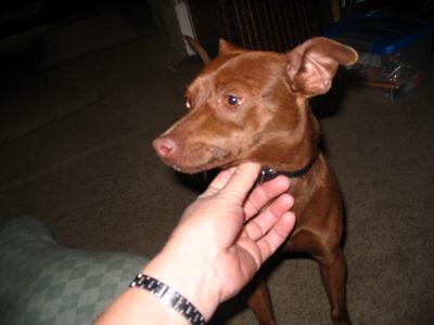 RE: Miniature Pincher / Chihuahua Mix