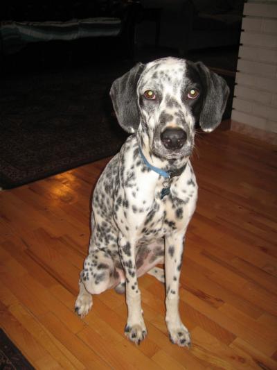 RE: Angel (German Short-haired Pointer/Dalmatian)