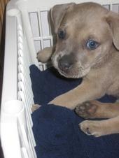 RE: What Breed Is My Dog? 