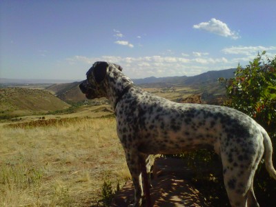 RE: Angel (German Short-haired Pointer/Dalmatian)