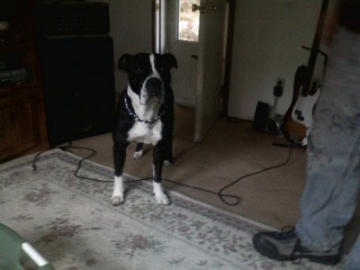 RE: What Breed Is My Dog?