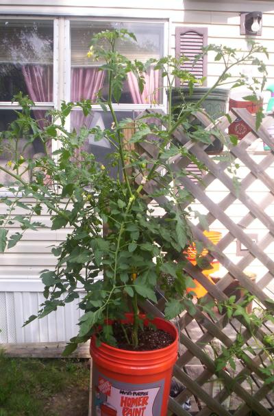 RE: How Much Sunshine Should Container Tomato Plants Have