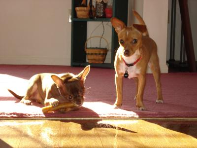 RE: Miniature Pincher / Chihuahua Mix