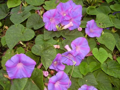 RE: Garden: Blue Morning Glories