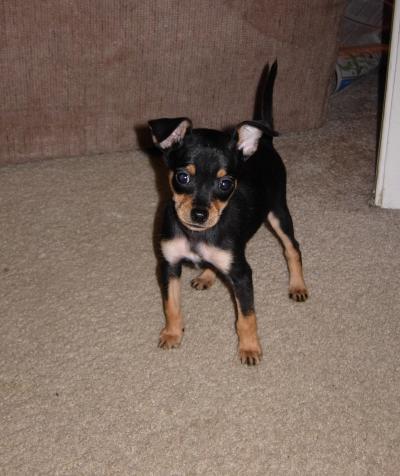 RE: Miniature Pincher / Chihuahua Mix