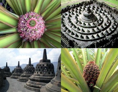 RE: Garden: King Pineapple