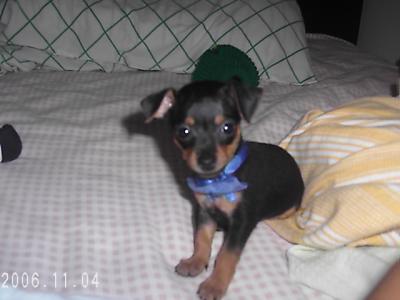 RE: Miniature Pincher / Chihuahua Mix