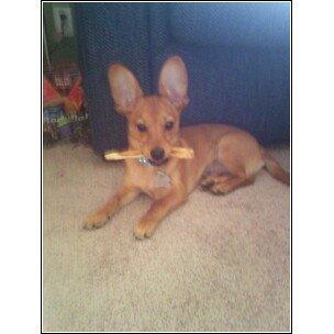 RE: Dachshund/Pomeranian Mix Photos