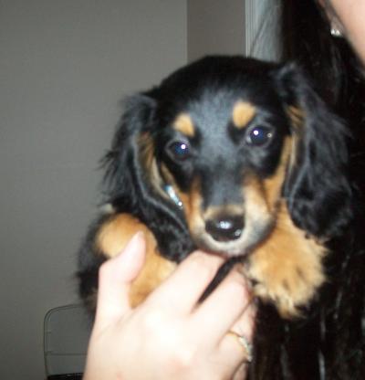 RE: Dachshund/Pomeranian Mix Photos