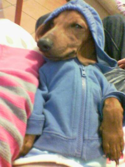 RE: Sasha (Mini Dachshund)