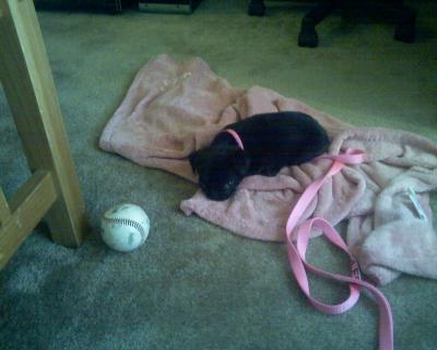 RE: Bedding for 11 Puppies