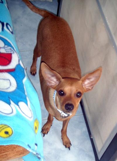 RE: Miniature Pincher / Chihuahua Mix