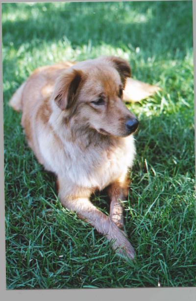 RE: Golden Retriever Chow Mix Puppy