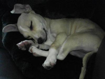 RE: Miniature Pincher / Chihuahua Mix