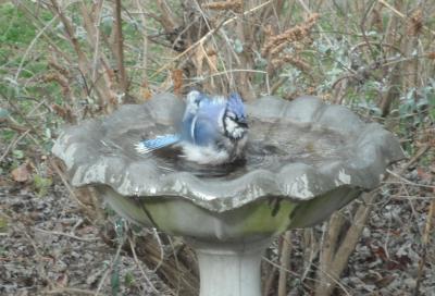 RE: Keep Birdbath Clean