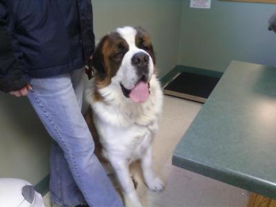 RE: Overly Protective Saint Bernard