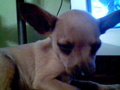 RE: Miniature Pincher / Chihuahua Mix