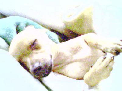 RE: Miniature Pincher / Chihuahua Mix