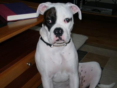 RE: What Breed Is My Dog?