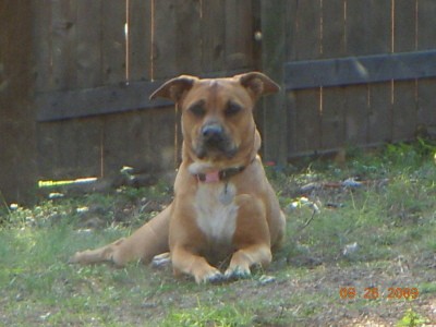 RE: What Breed is My Dog?