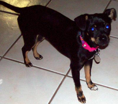 RE: Miniature Pincher / Chihuahua Mix