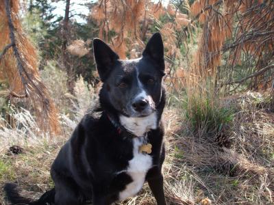 border collie heeler