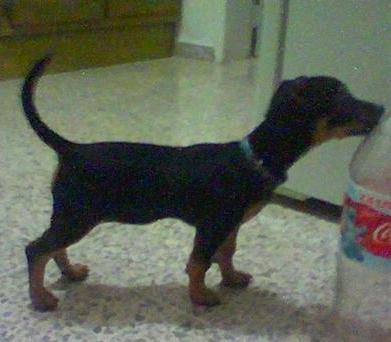 RE: Miniature Pincher / Chihuahua Mix