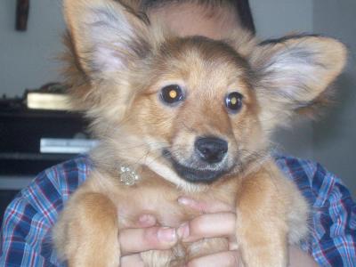 RE: Dachshund/Pomeranian Mix Photos