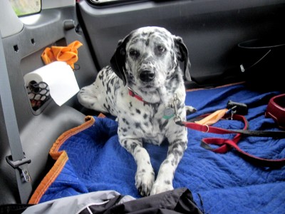 RE: Angel (German Shorthaired Pointer/Dalmation)