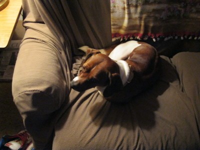 RE: Bailey (Basset Hound Mix)