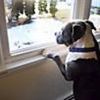 Protecting Window Sills from Pet Scratches | ThriftyFun