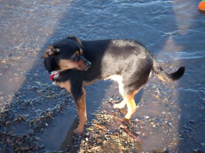 RE: Miniature Pincher / Chihuahua Mix