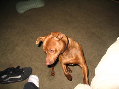 RE: Miniature Pincher / Chihuahua Mix