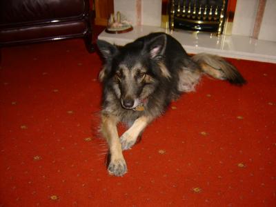 RE: Is My Puppy Getting enough Exercise?