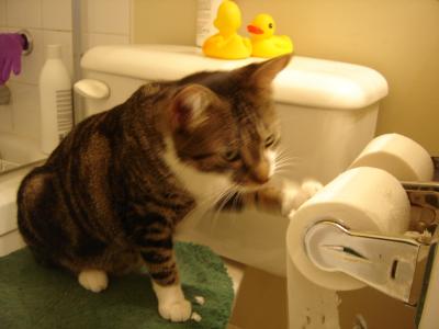 Keep cat from pissing on bathroom mat