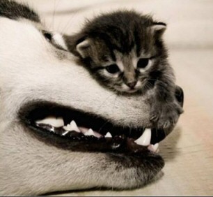 RE: Remedy for Cat With Tapeworms