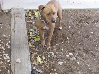 RE: What Breed Is My Dog? (Pit Bull Mix)