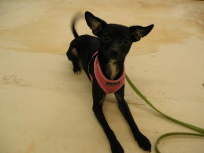 RE: Miniature Pincher / Chihuahua Mix