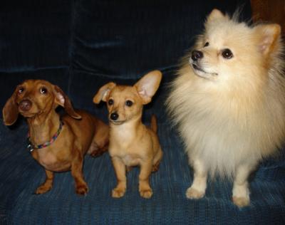 RE: Dachshund/Pomeranian Mix Photos