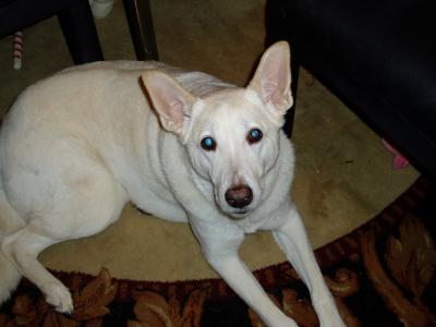RE: Dog With Chronic Diarrhea