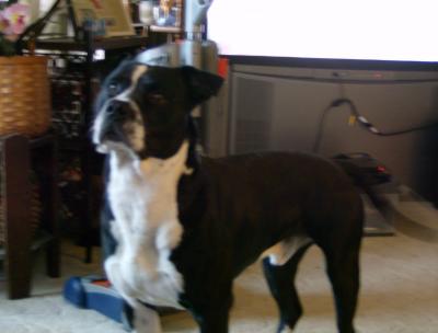 RE: What Breed Is My Dog?
