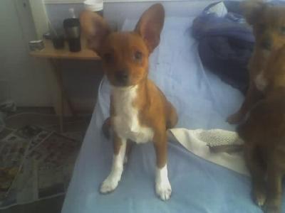 RE: Miniature Pincher / Chihuahua Mix