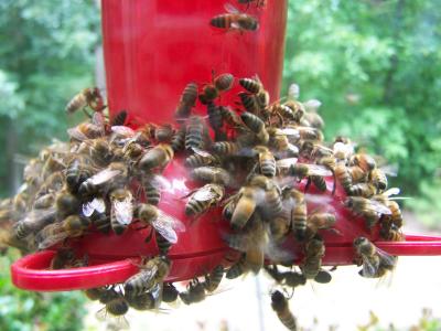 best hummingbird feeder to keep bees away