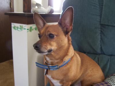 RE: Miniature Pincher / Chihuahua Mix