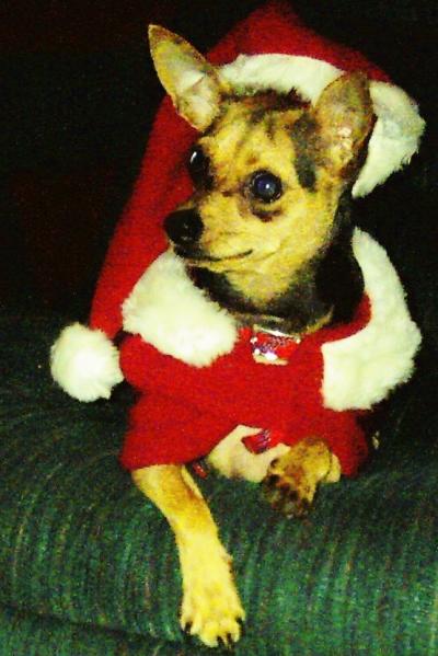 RE: Miniature Pincher / Chihuahua Mix